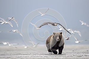 Grizzly bear, Sea Gulls and Bald Eagle. photo