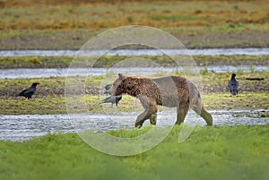 Grizzly bear searches for salmon in Pack Creek