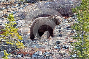 Grizzly Bear searching for food in the mountain above the Savage River in Denali National Park in Alaska USA