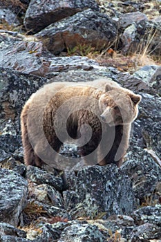 Grizzly Bear searching for food in the mountain above the Savage River in Denali National Park in Alaska USA