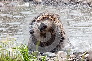 Grizzly Bear Shake