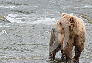 A Grizzly bear in the shallow waters at the base of a waterfall catching salmon