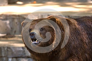 Grizzly bear showing its teeth