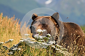 Grizzly bear showing teeth in Alaska