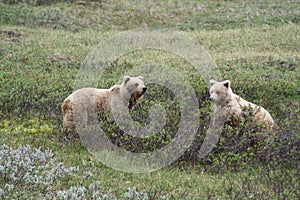 Grizzly Bear Siblings