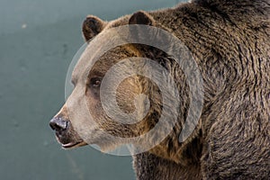 Grizzly Bear photo