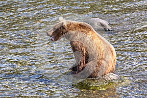 Grizzly bear sits on a rock in the river in Katmai, AK