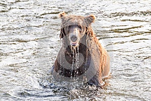 Grizzly bear sitting in Brooks River, dripping wet in Katmai, AK