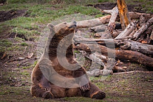 Grizzly bear sitting on the ground