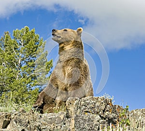 Grizzly bear. sitting on ridge