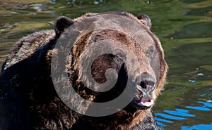 Grizzly bear sitting in water
