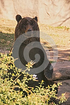 Grizzly bear sitting photo