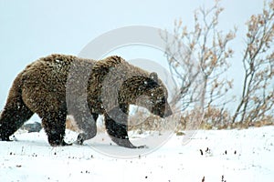 Grizzly bear on snow in Denali