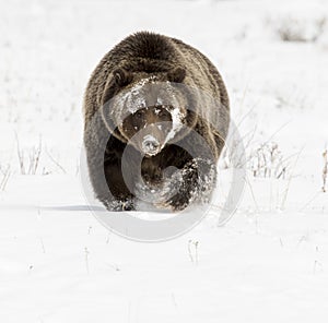 GRIZZLY BEAR IN SNOW STOCK IMAGE