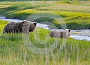 Grizzly bear sow and cub along stream