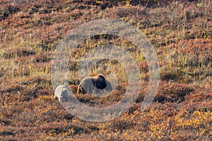 Grizzly Bear Sow and Cub