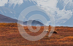 Grizzly Bear Sow and Cub in Denali N.P. in Autumn