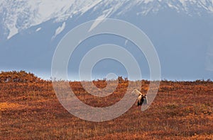 Grizzly Bear Sow and Cub in Autumn