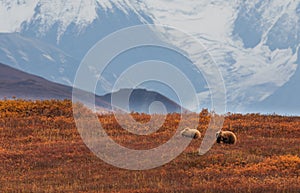 Grizzly Bear Sow and Cub in Autumn in Alaska