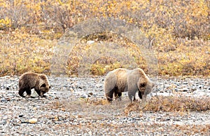 Grizzly Bear Sow and Cub