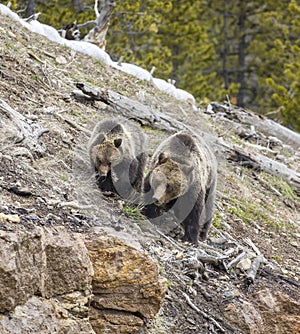 Grizzly bear sow and cub on hillside