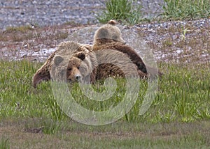 Grizzly bear sow and cub resting