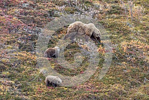 Grizzly Bear Sow and Cubs in Autumn