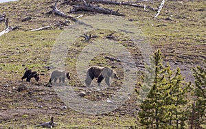 Grizzly Bear Sow and Cubs in Yellowstone National Park