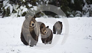 Grizzly Bear photo