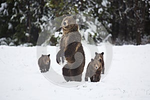 Grizzly Bear photo