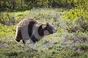 The chase! A grizzly bear sow defending her territory photo