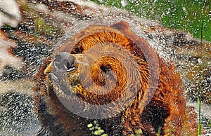 Grizzly bear splash.