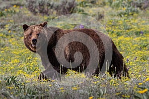 Grizzly Bear in Spring Meadow photo