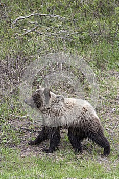 Grizzly Bear in Spring in Yellowstone National Park Wyoming