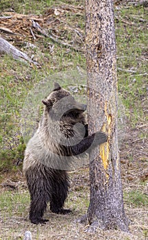 Grizzly Bear in Springtime in Yellowstone National Park