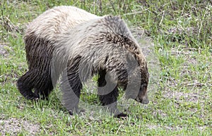 Grizzly Bear in Springtime in Yellowstone National Park