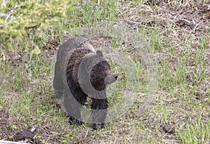 Grizzly Bear in Springtime in Yellowstone National Park Wyoming