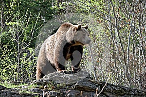 Grizzly bear standing on a rock