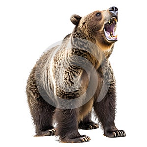 Grizzly Bear Stands Roaring Fiercely Isolated on a White Background