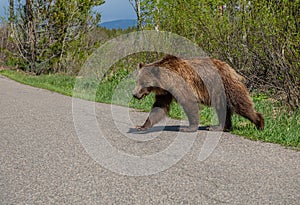 Grizzly bear sub-adult foraging and then crossing Moose-Wilson Road