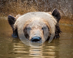 Grizzly Bear photo