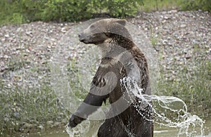 Grizzly bear swinging arms with water