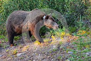 Grizzly Bear Ursus arctos horribilis