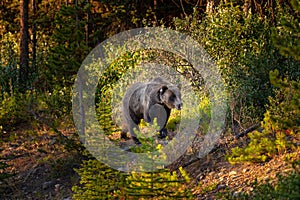 Grizzly Bear Ursus arctos horribilis