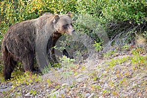 Grizzly Bear Ursus arctos horribilis