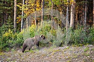 Grizzly Bear Ursus arctos horribilis