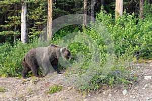 Grizzly Bear Ursus arctos horribilis