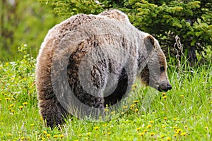 Grizzly Bear (Ursus arctos horribilis)