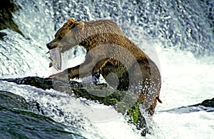 GRIZZLY BEAR ursus arctos horribilis, ADULT FISHING SALMON, BROOKS FALLS IN ALASKA