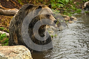 Grizzly Bear Ursus arctos horribilis having rest in the water photo